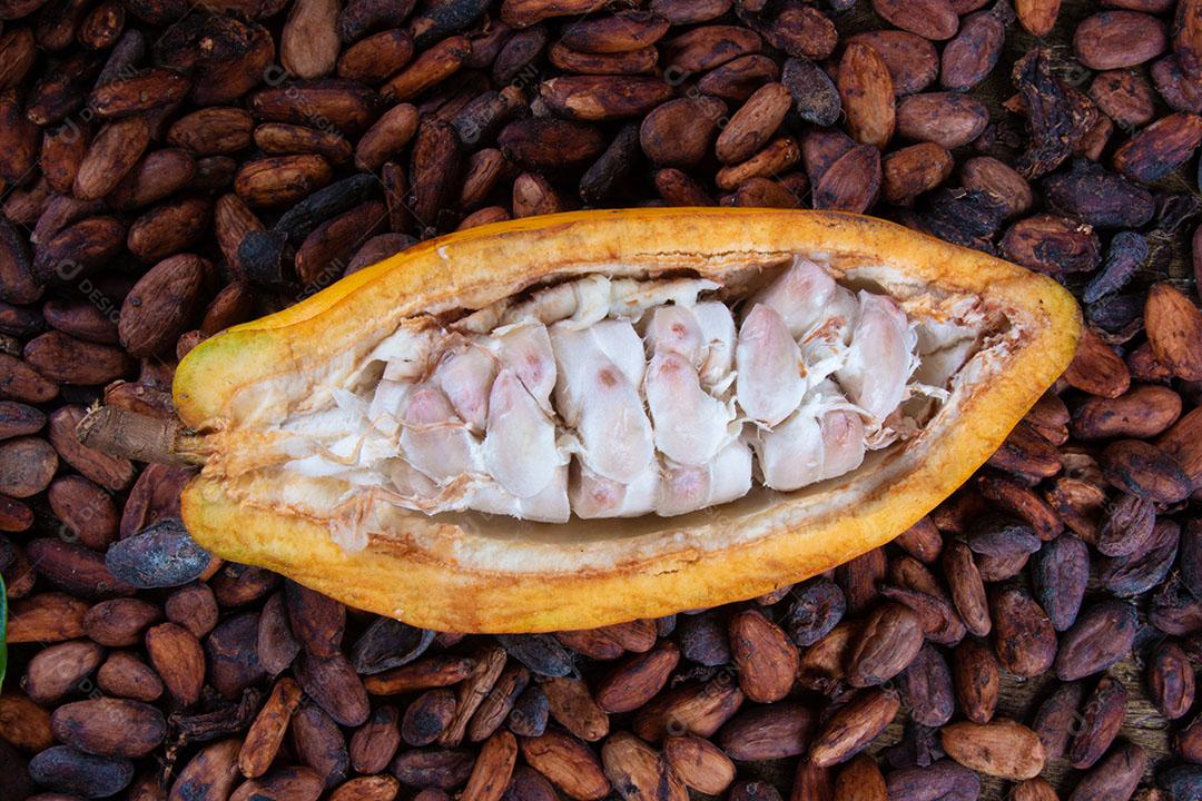 Fruto de Cacau Isolado Imagem JPG