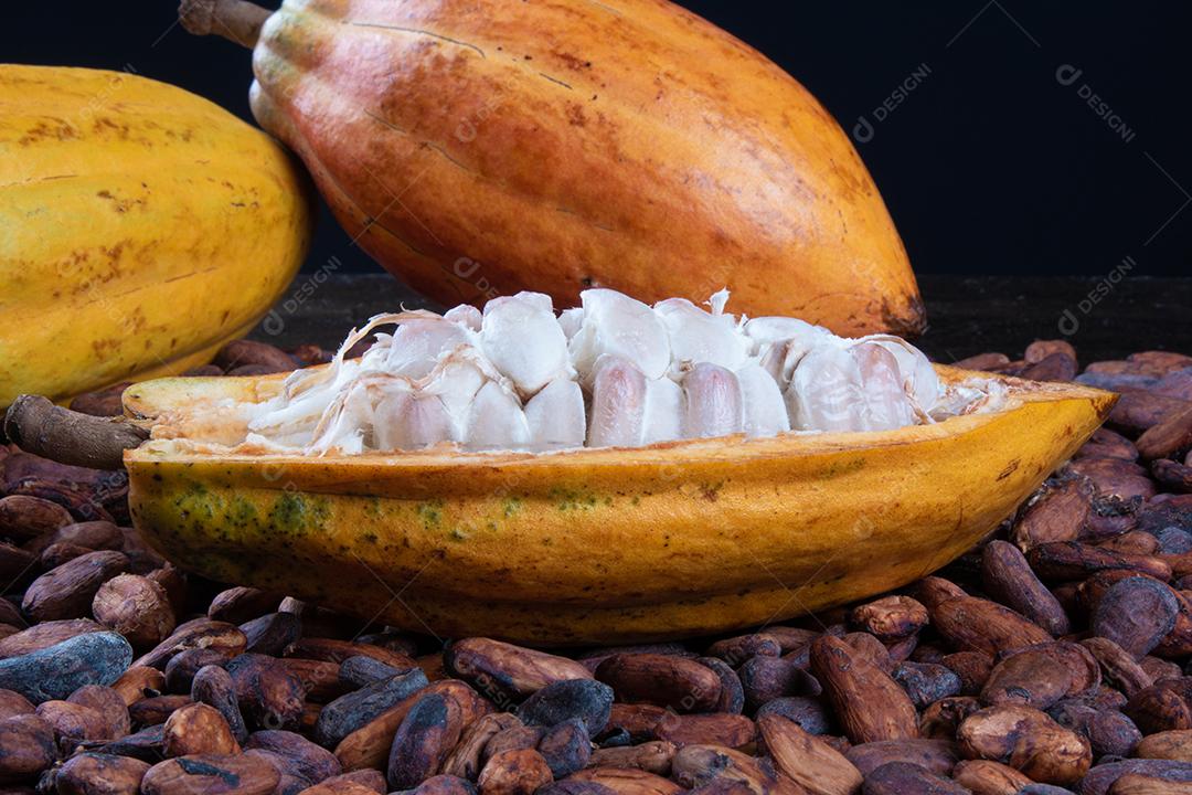 Fruto de Cacau Isolado Imagem JPG