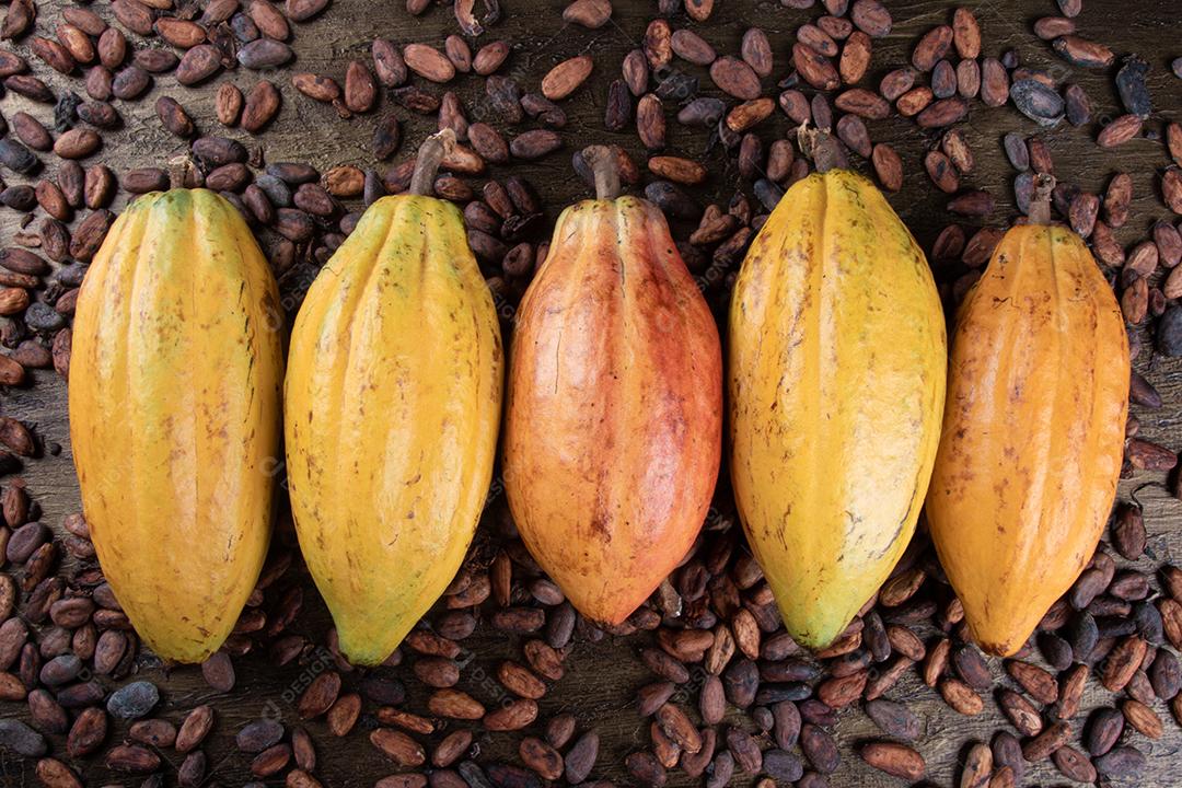 Foto Frutos de Cacau Amarelos Com Vista Superior de Grãos de Cacau Cru