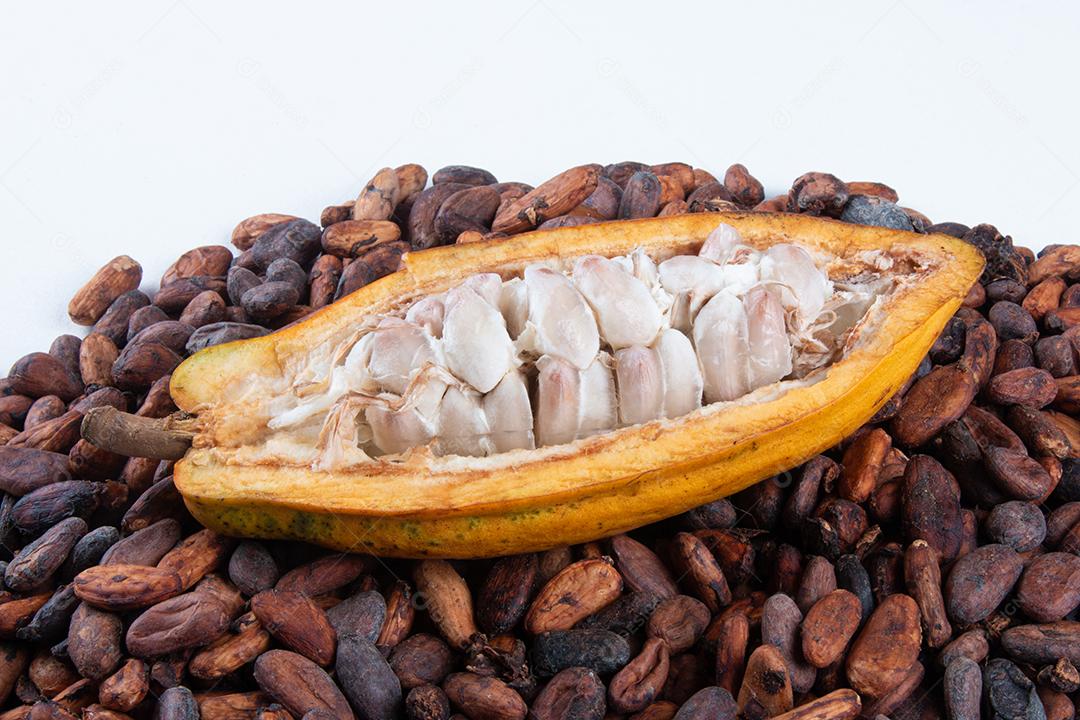 Frutas de Cacau Cortadas Com Grãos de Cacau Crus Em Um Fundo Branco Imagem JPG