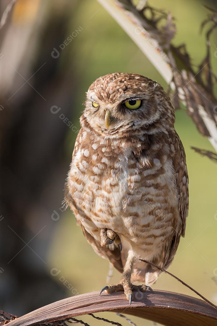 Coruja Buraqueira Em Seu Habitat Natural Imagem JPG