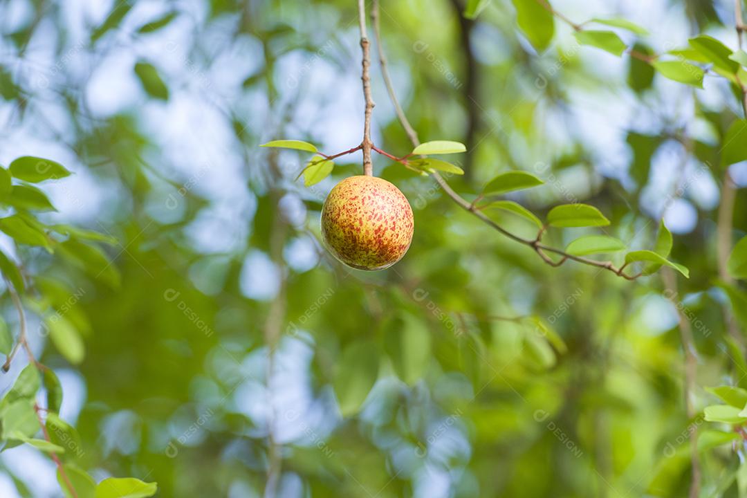Mangaba Fruta Madura Na Árvore Imagem JPG