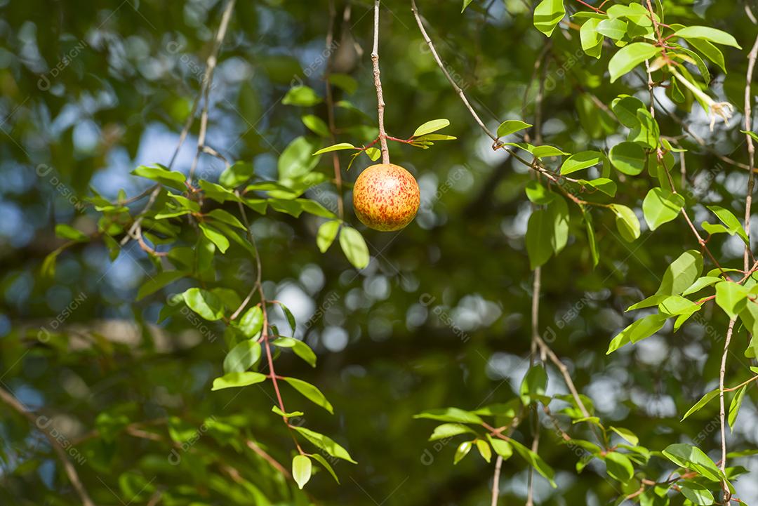 Mangaba Fruta Madura Na Árvore Imagem JPG