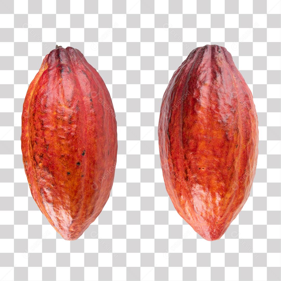 Fruta Cacau PNG Transparente Sem Fundo