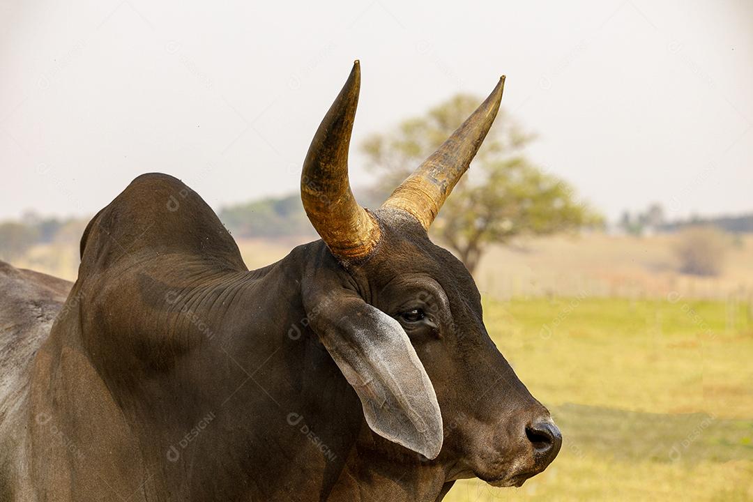 Gado Guzerá animal criaçao Imagem JPG