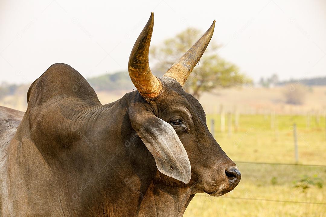 Gado Guzerá animal criaçao Imagem JPG