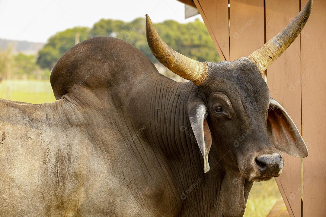 Gado Guzerá animal criaçao Imagem JPG