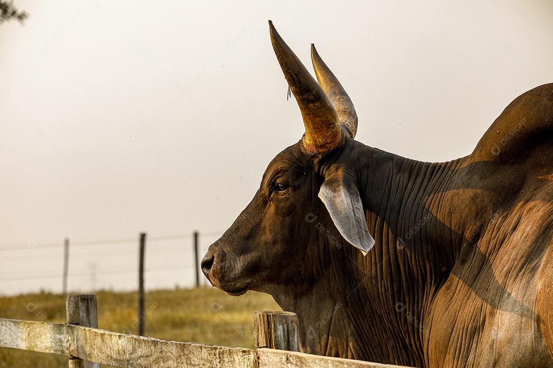 Gado Guzerá animal criaçao Imagem JPG