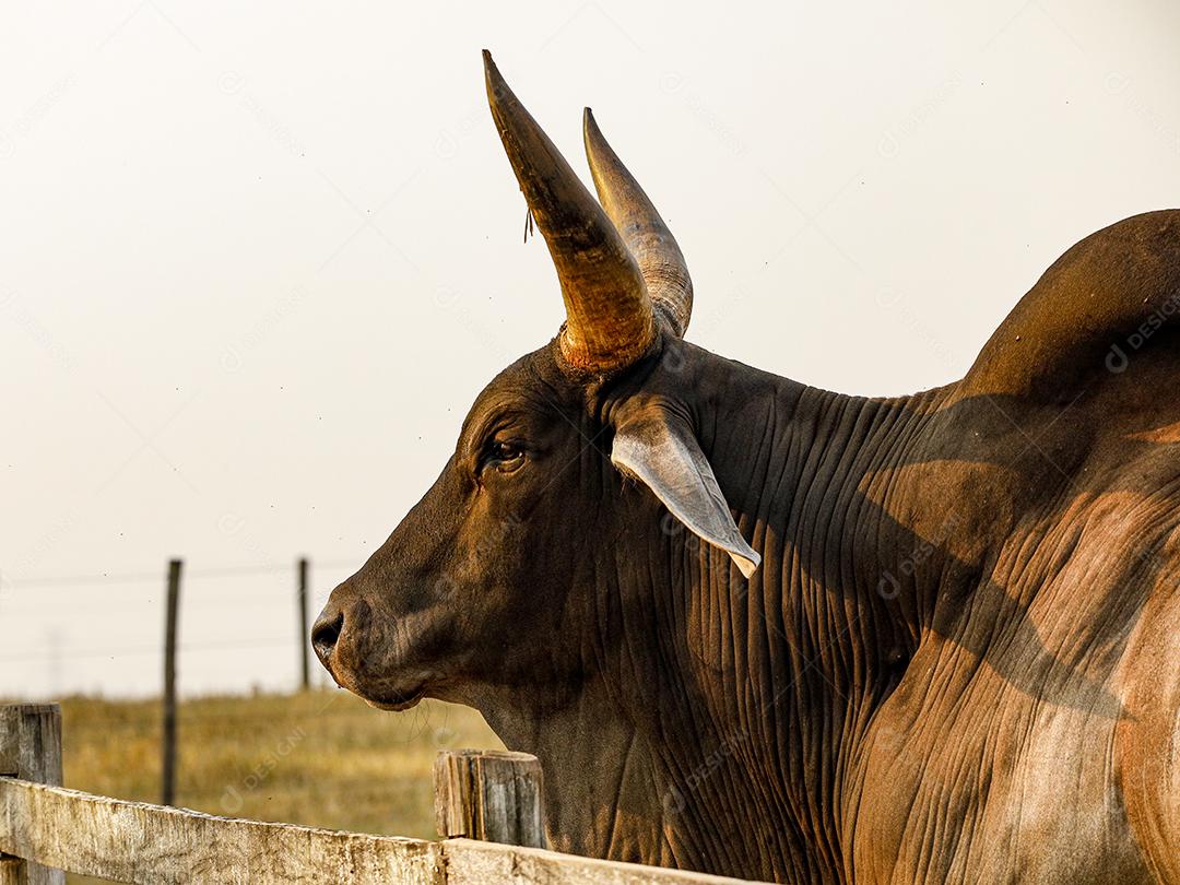 Gado Guzerá animal criaçao Imagem JPG