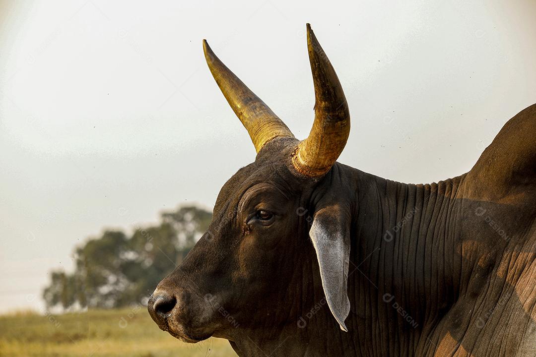 Gado Guzerá animal criaçao Imagem JPG