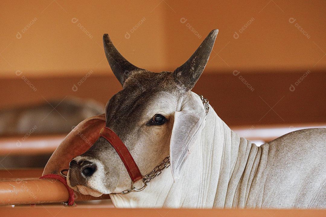 Gado Guzerá animal criaçao Imagem JPG