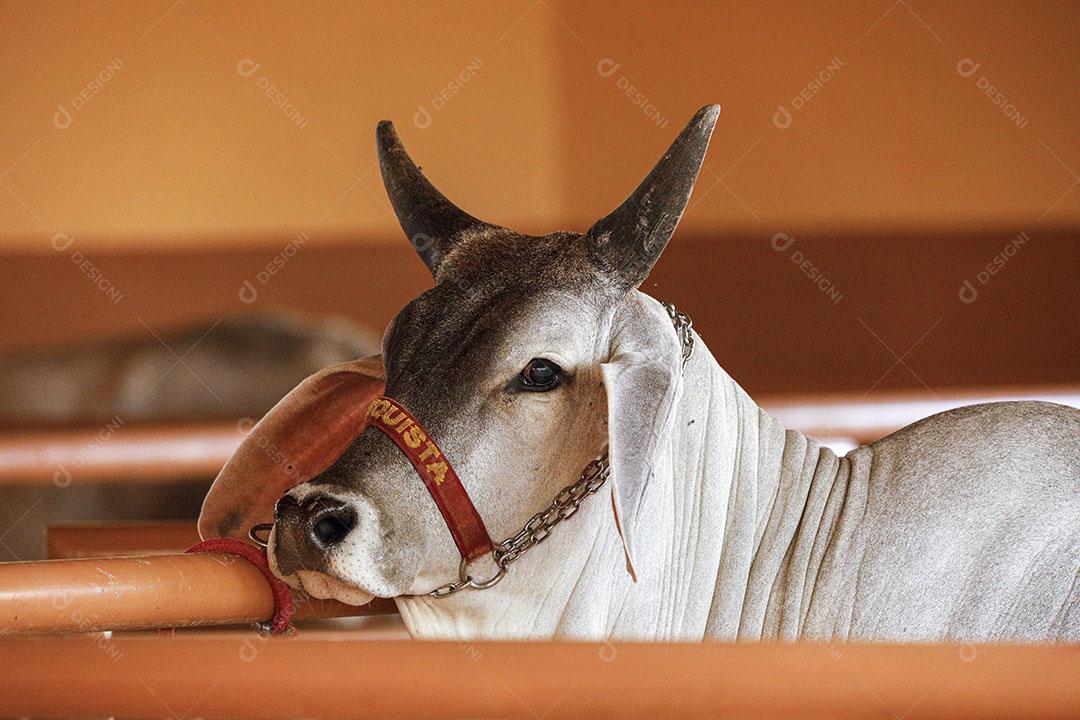 Gado Guzerá animal criaçao Imagem JPG