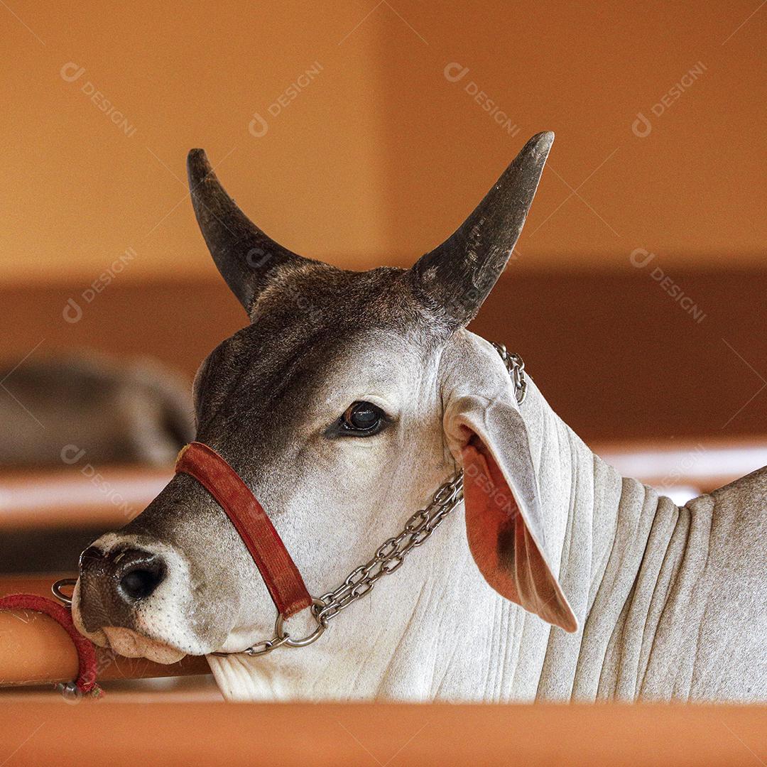 Gado animal criaçao bovino fazenda Imagem JPG