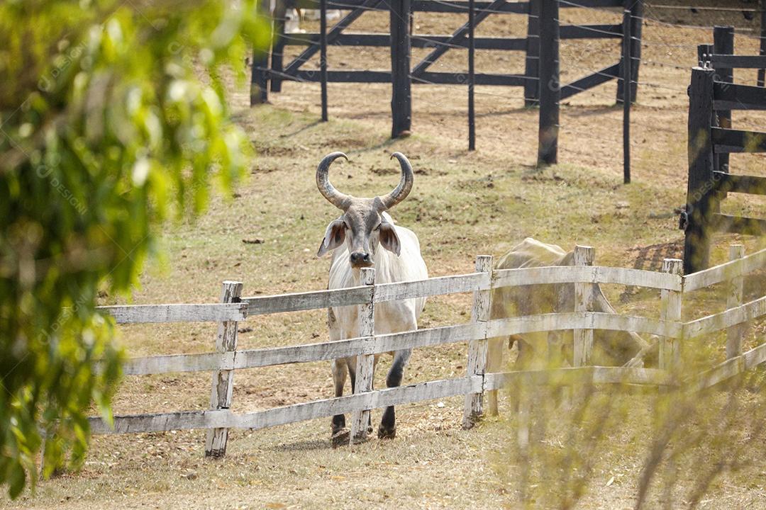 Gado animal criaçao bovino fazenda Imagem JPG