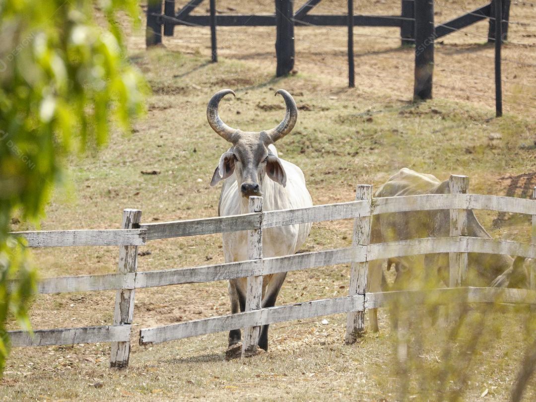 Gado animal criaçao bovino fazenda Imagem JPG