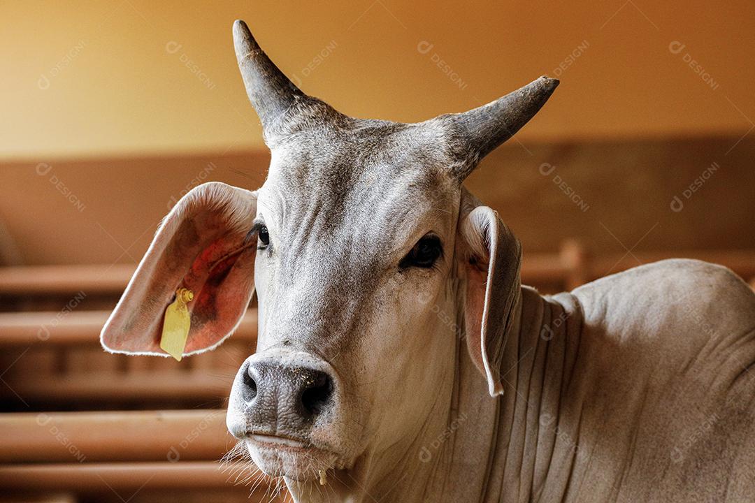 Gado animal criaçao bovino fazenda Imagem JPG