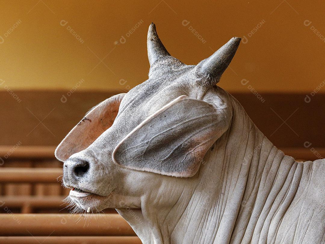 Gado animal criaçao bovino fazenda Imagem JPG