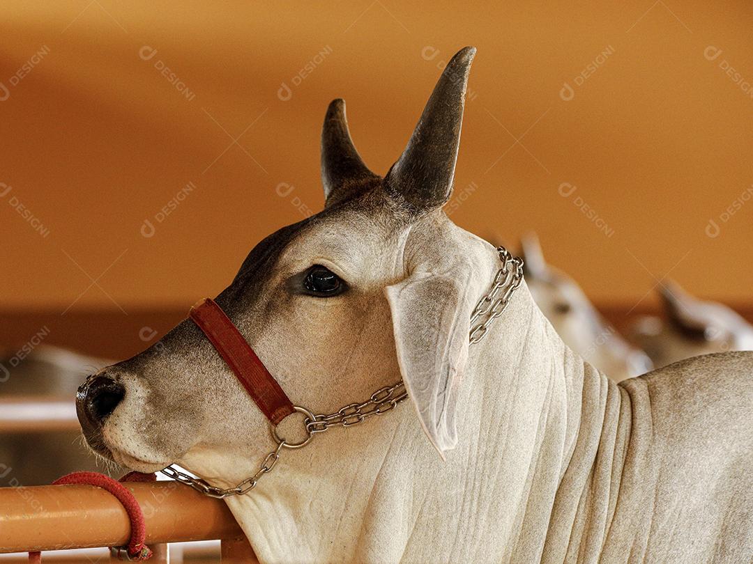 Gado animal criaçao bovino fazenda Imagem JPG