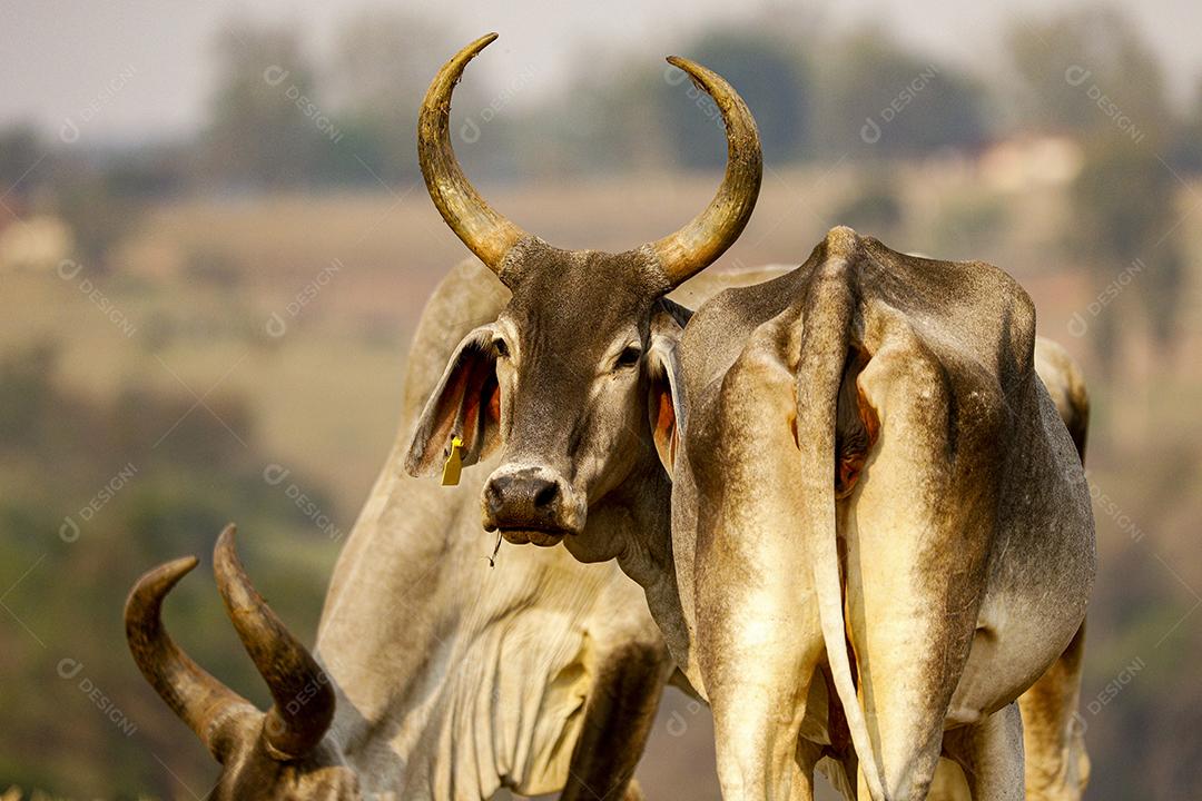 Gado animal criaçao bovino fazenda Imagem JPG