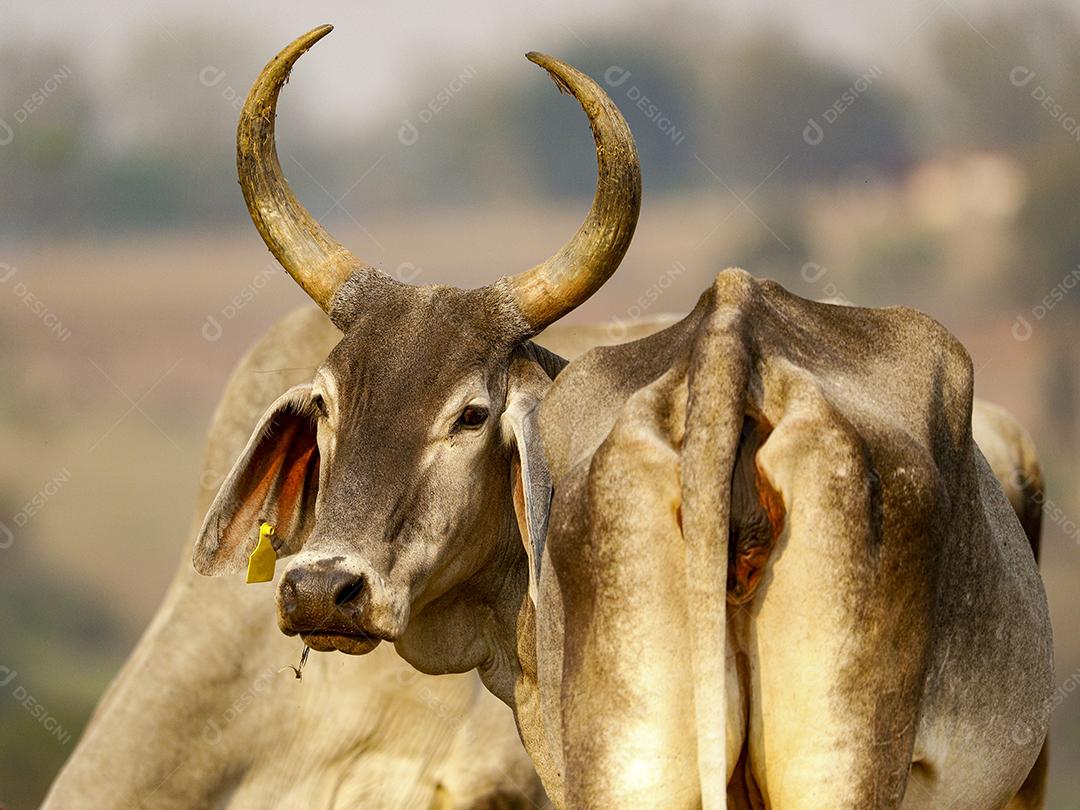 Gado animal criaçao bovino fazenda Imagem JPG