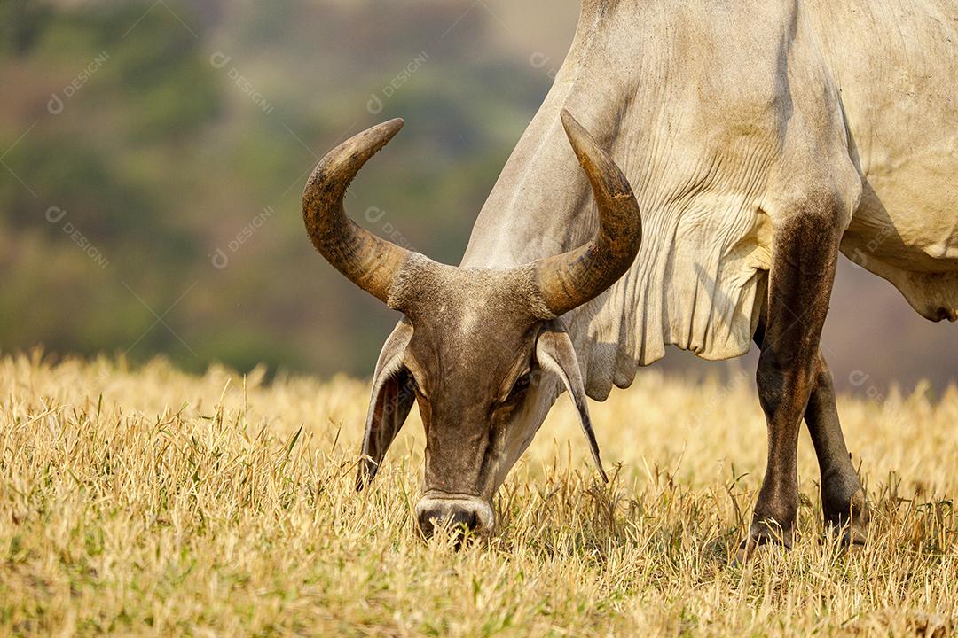 Gado animal criaçao bovino fazenda Imagem JPG