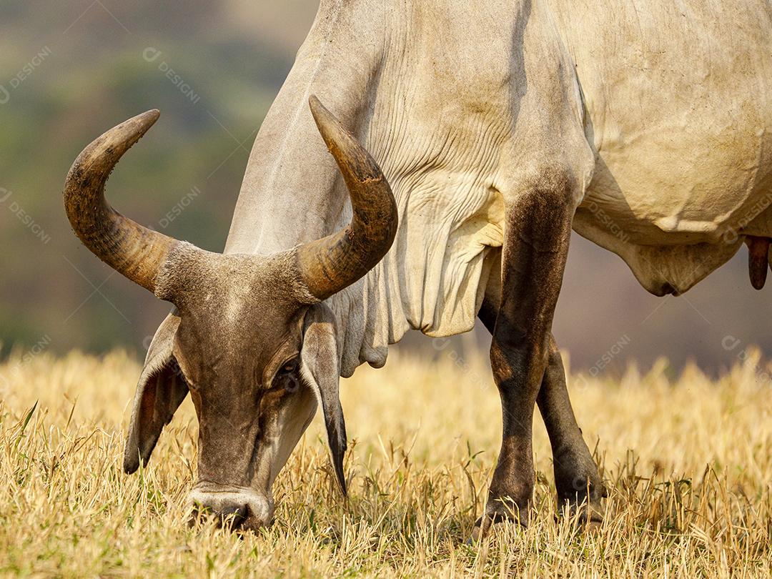 Gado animal criaçao bovino fazenda Imagem JPG