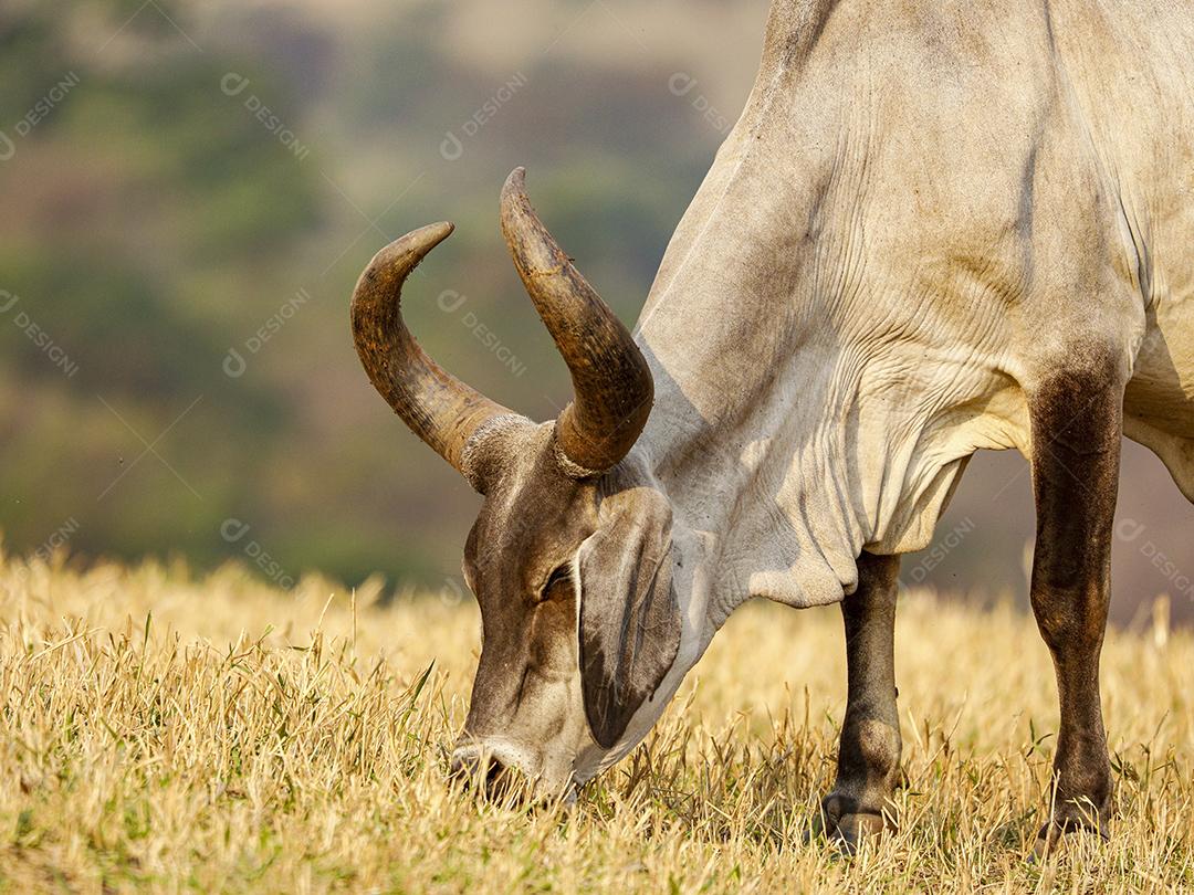Gado animal criaçao bovino fazenda Imagem JPG