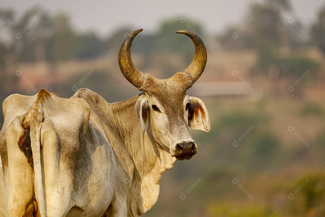 Gado animal criaçao bovino fazenda Imagem JPG