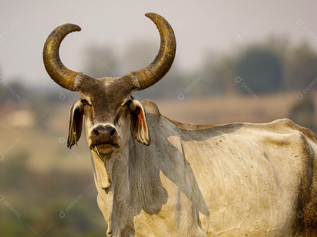 Gado animal criaçao bovino fazenda Imagem JPG