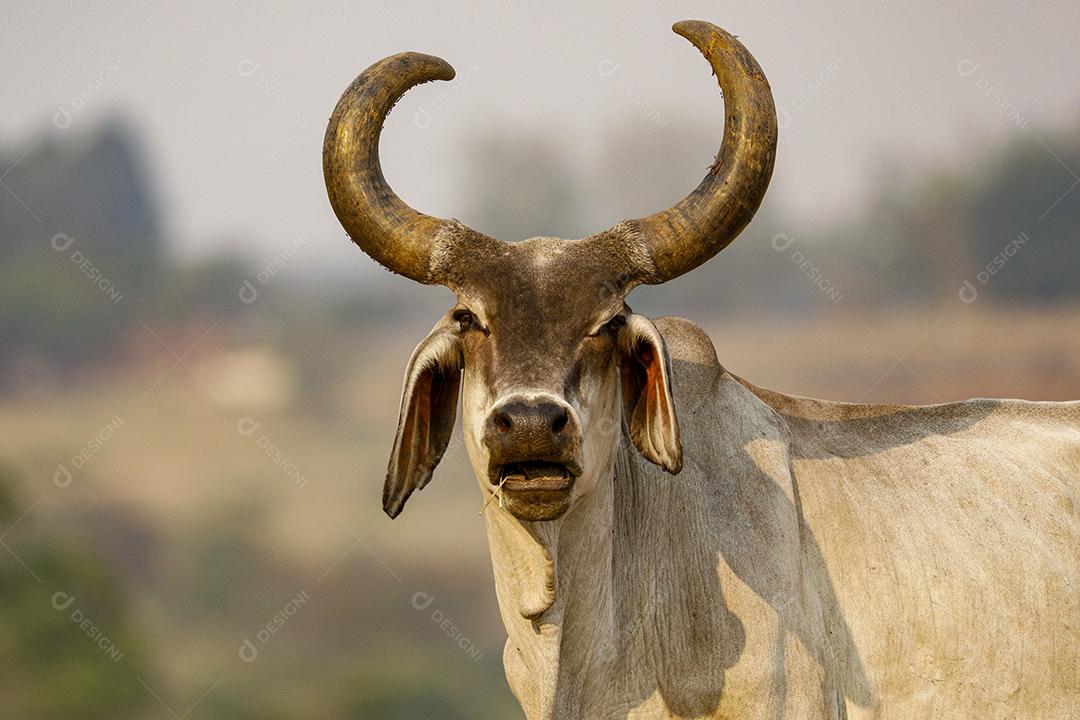 Gado animal criaçao bovino fazenda Imagem JPG