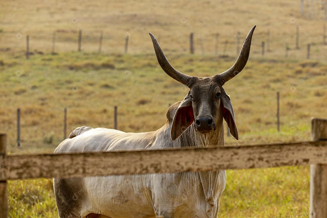 Gado animal criaçao bovino fazenda Imagem JPG