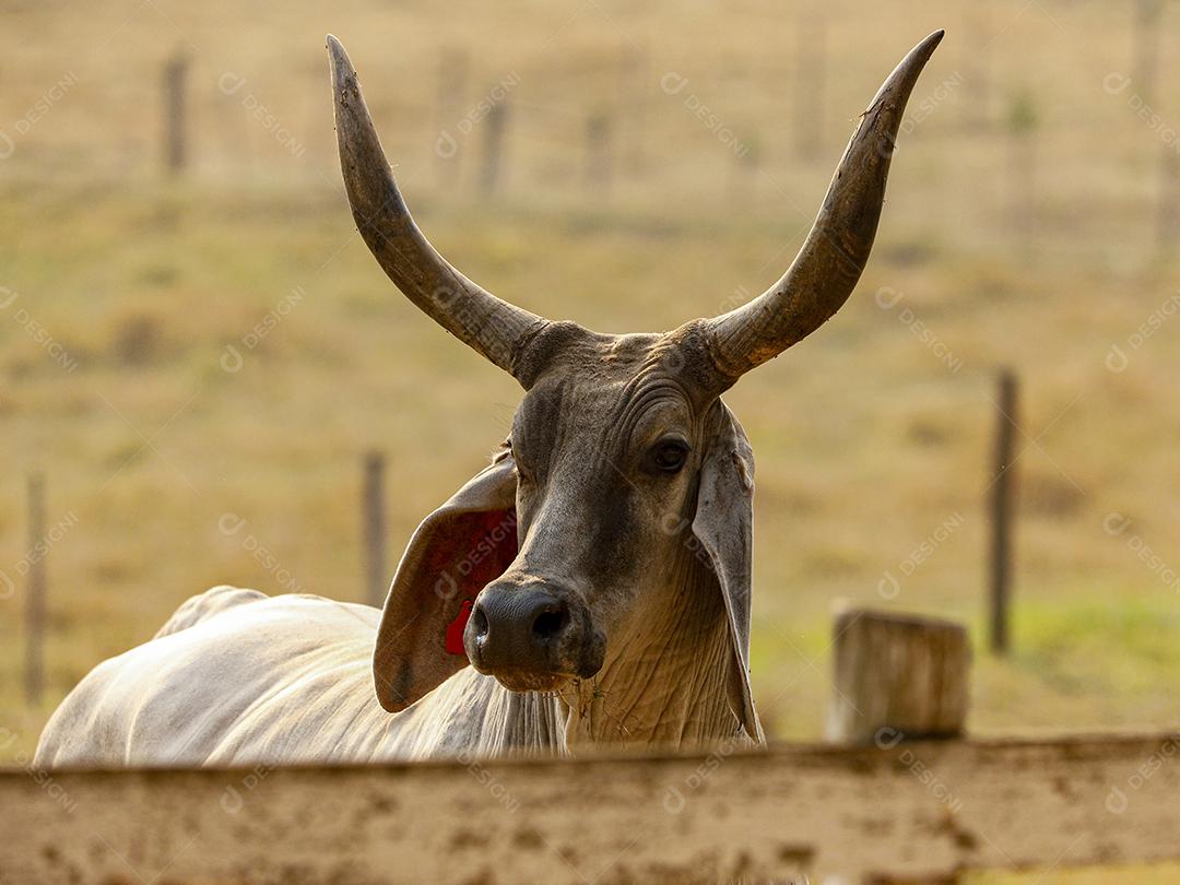 Gado animal criaçao bovino fazenda Imagem JPG