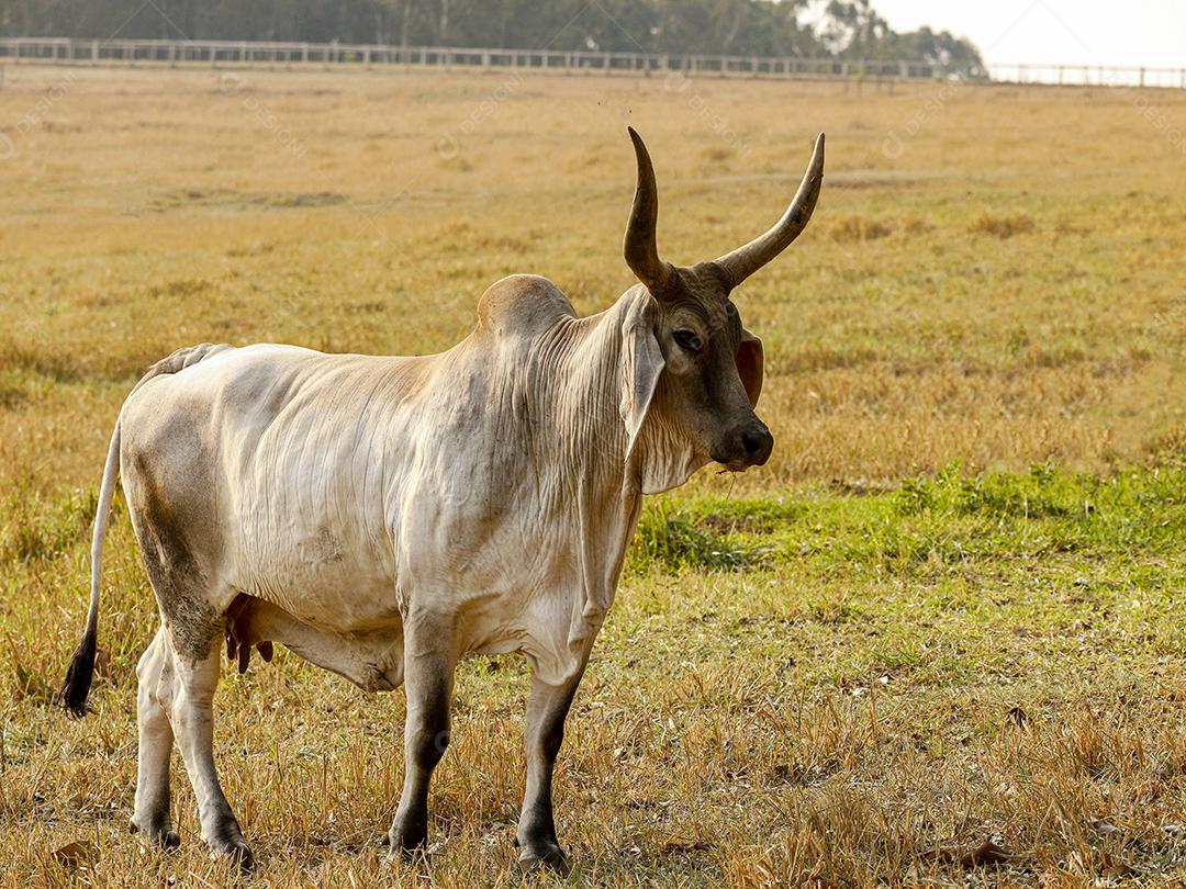 Gado animal criaçao bovino fazenda Imagem JPG