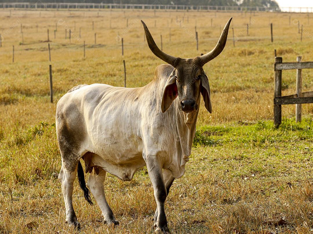 Gado animal criaçao bovino fazenda Imagem JPG