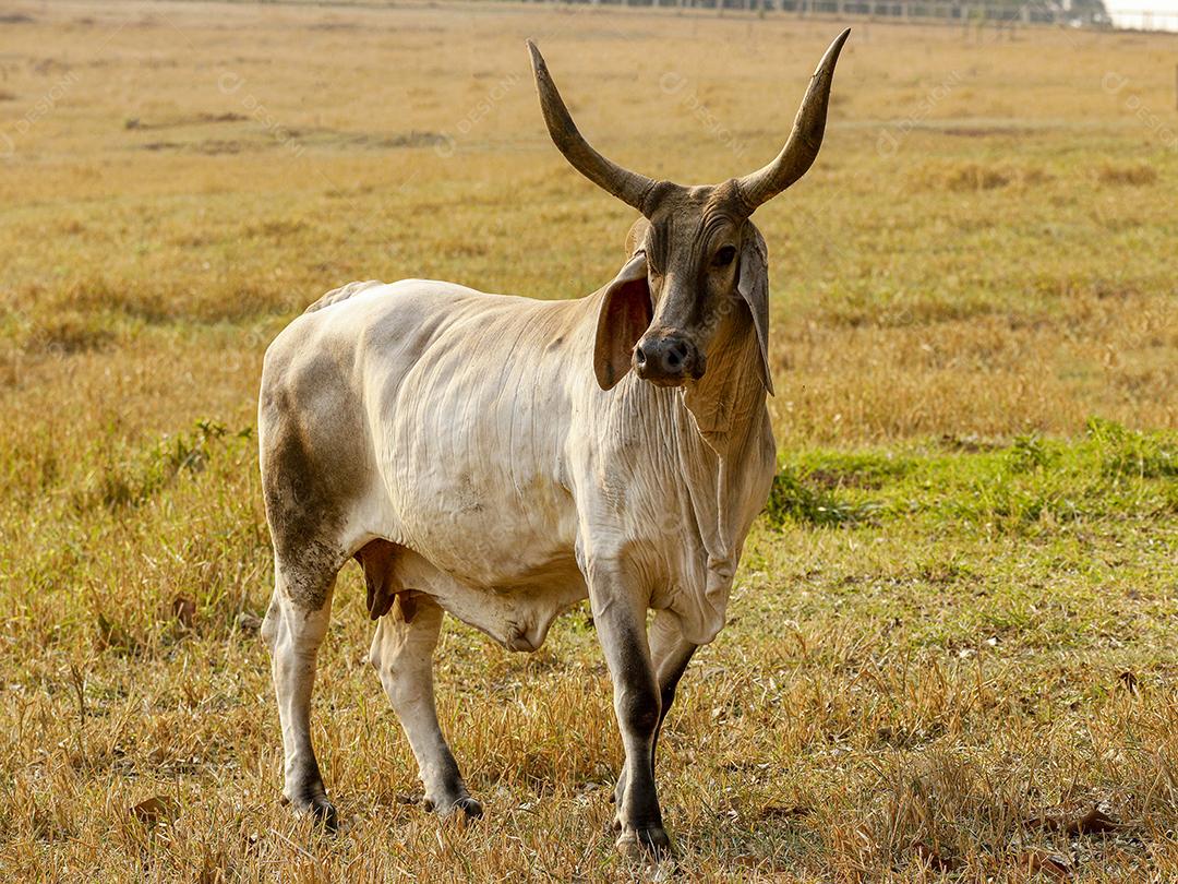 Gado animal criaçao bovino fazenda Imagem JPG