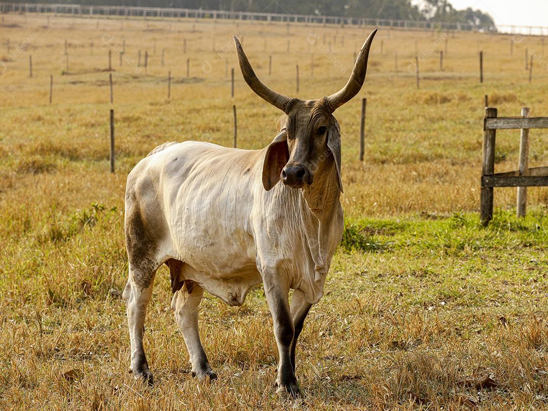 Gado animal criaçao bovino fazenda Imagem JPG