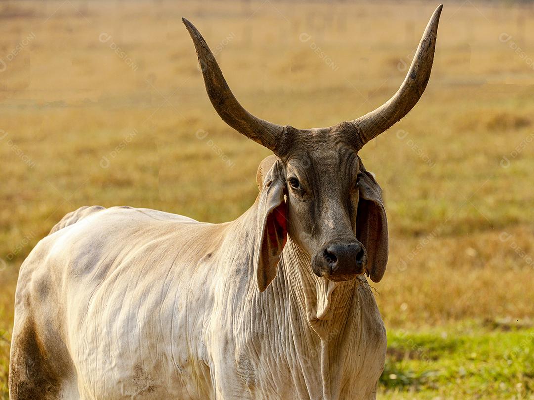 Gado animal criaçao bovino fazenda Imagem JPG