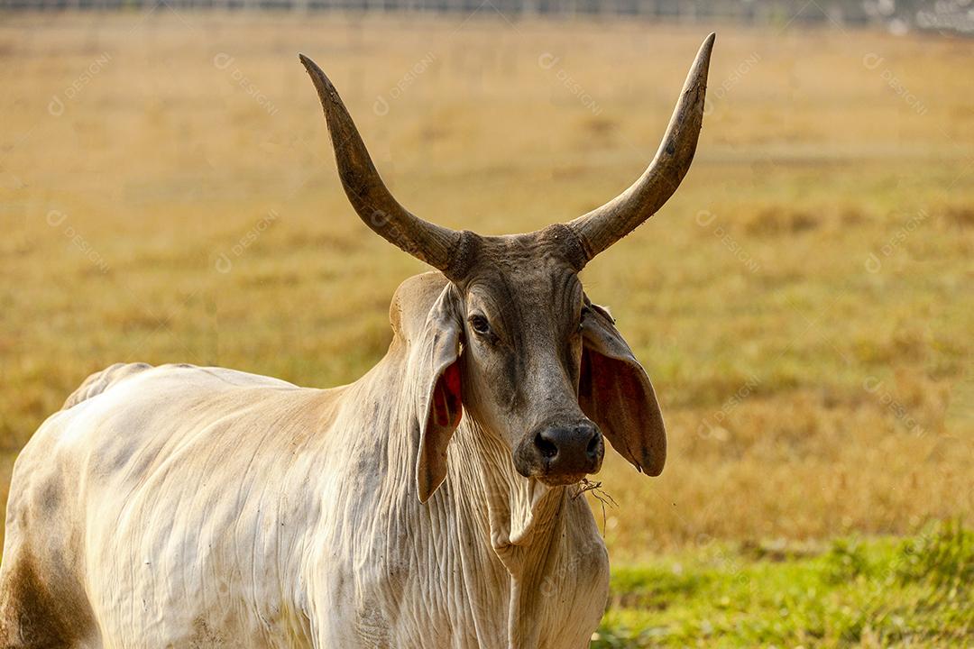 Gado animal criaçao bovino fazenda Imagem JPG