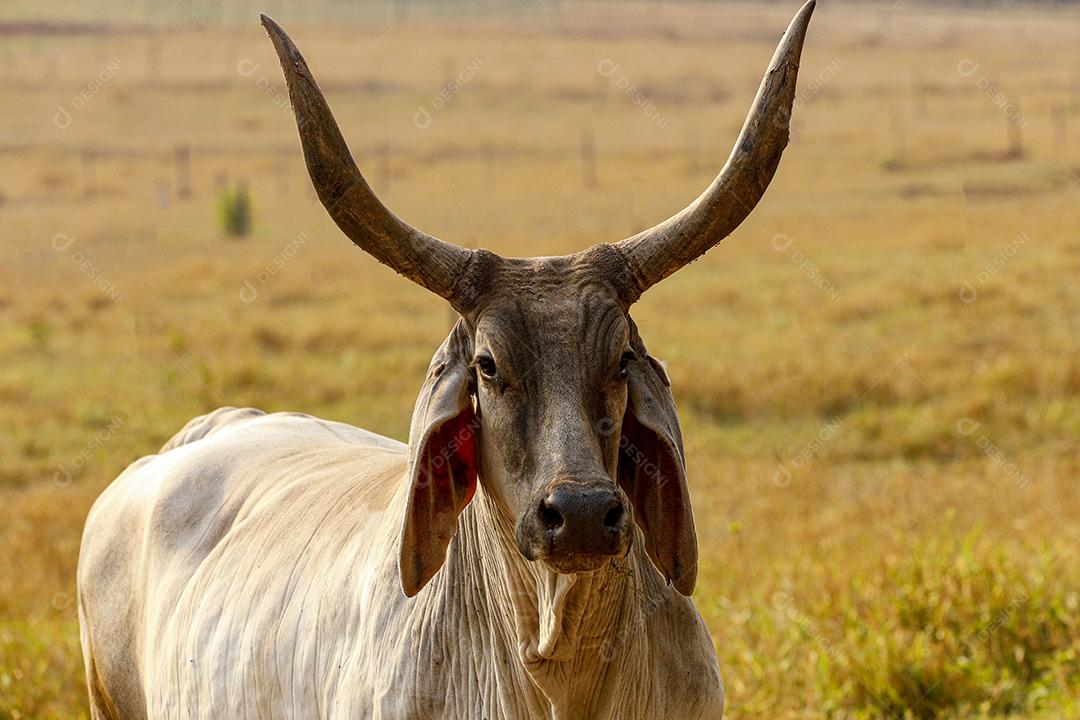 Gado animal criaçao bovino fazenda Imagem JPG