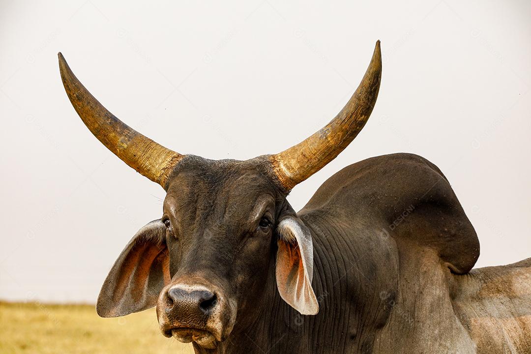 Gado animal criaçao bovino fazenda Imagem JPG