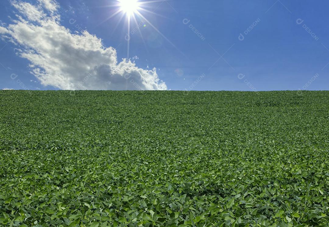 Fotos Plantação de soja agrícola no céu azul planta de soja verde crescente contra a luz solar