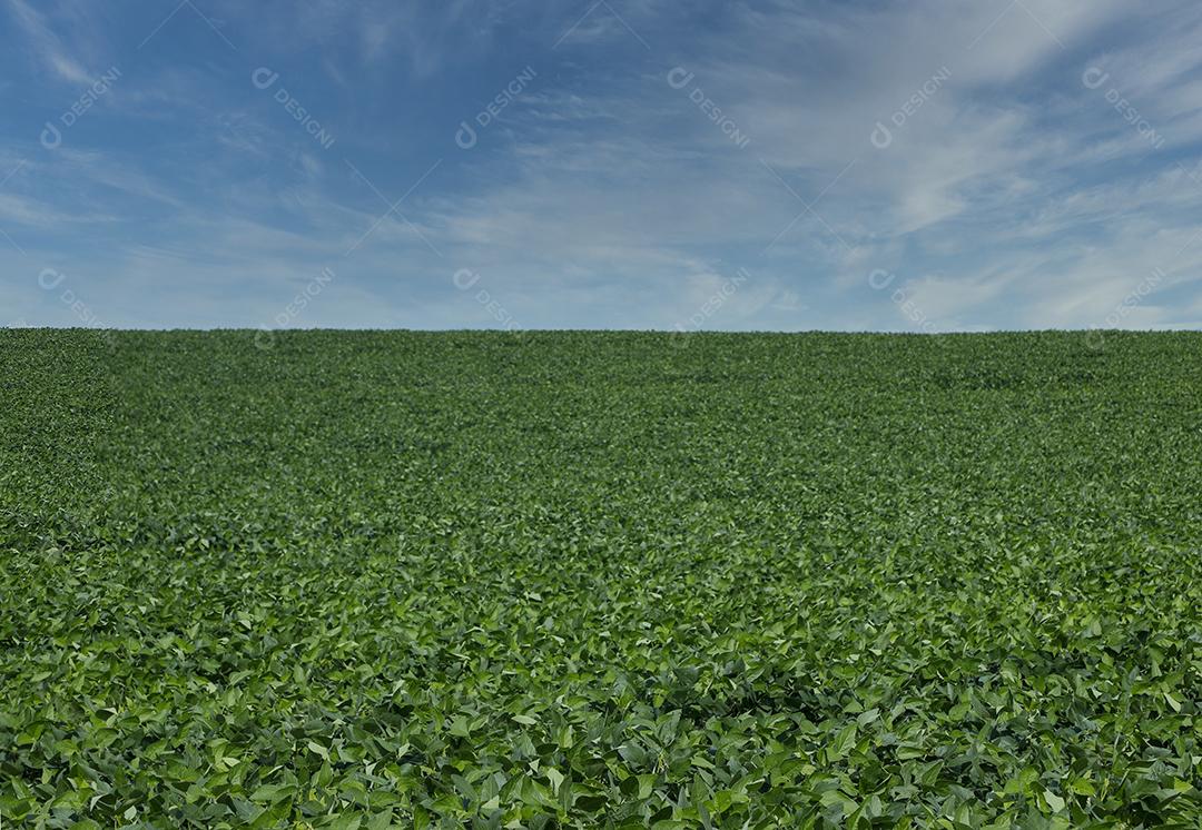 Fotos Plantação de soja agrícola no céu azul planta de soja verde crescente contra a luz solar