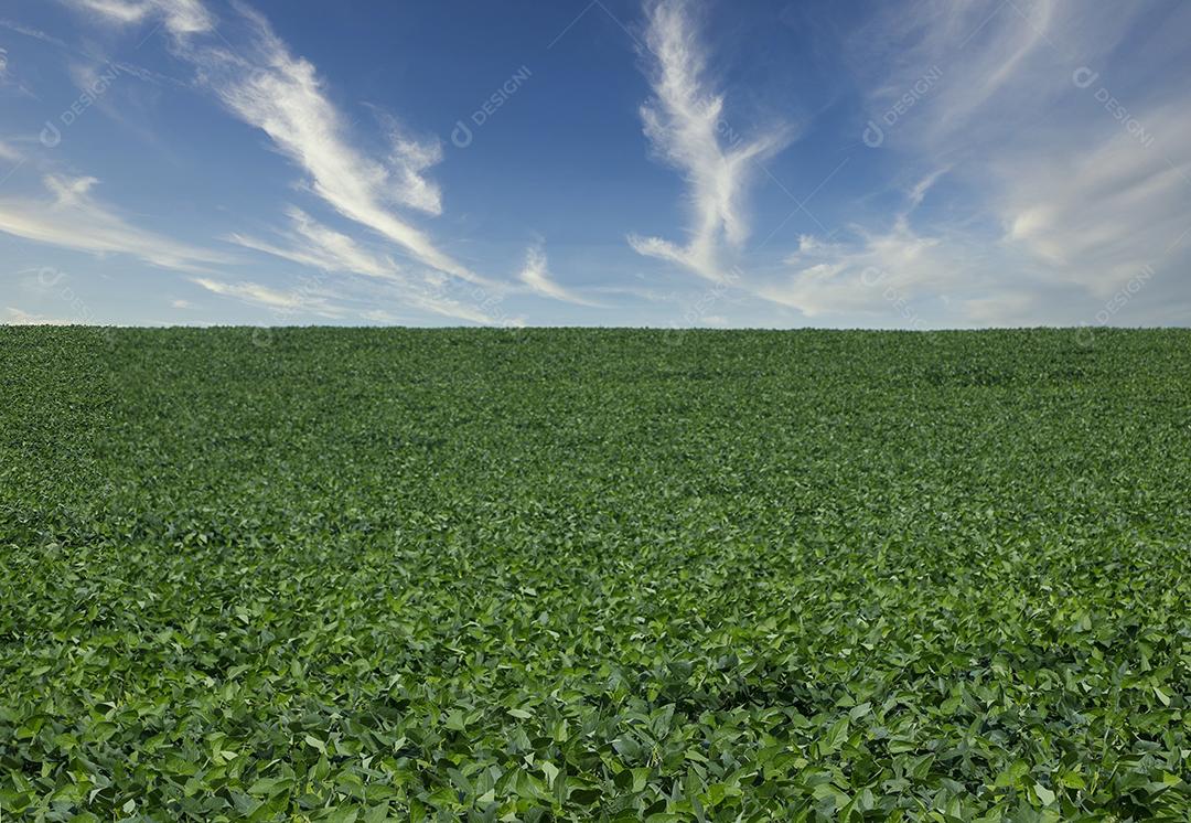 Fotos Plantação de soja agrícola no céu azul planta de soja verde crescente contra a luz solar