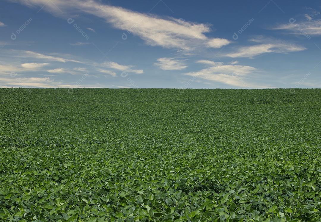 Fotos Plantação de soja agrícola no céu azul planta de soja verde crescente contra a luz solar