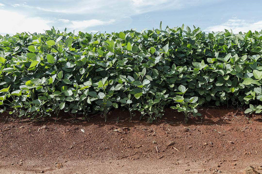 Fotos Plantação de soja agrícola no céu azul planta de soja verde crescente contra a luz solar