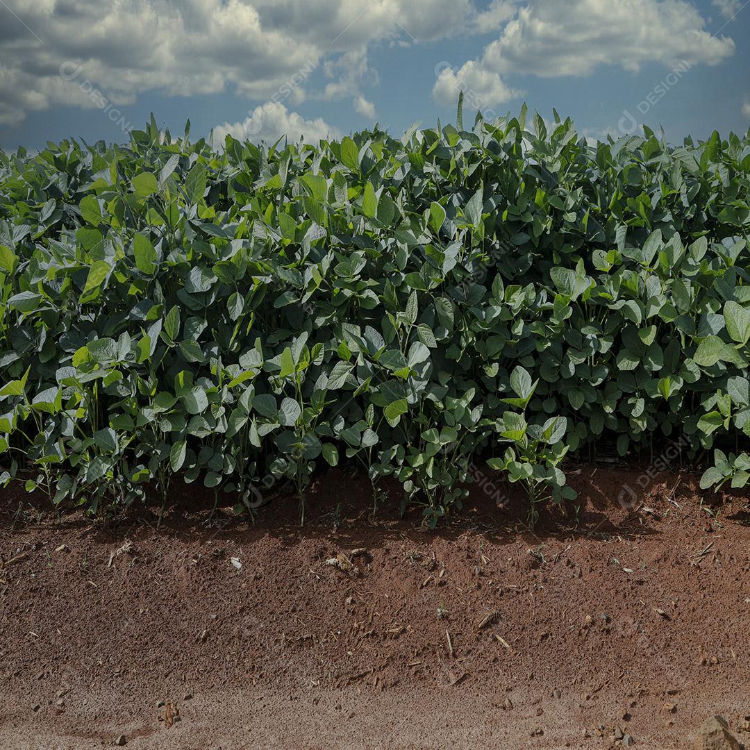 Fotos Plantação de soja agrícola no céu azul planta de soja verde crescente contra a luz solar