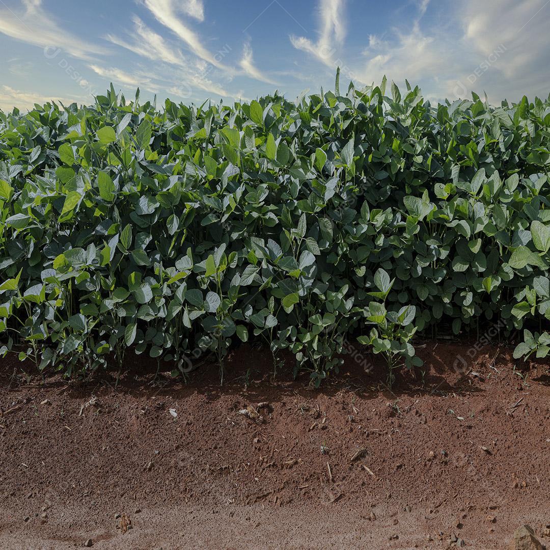 Fotos Plantação de soja agrícola no céu azul planta de soja verde crescente contra a luz solar
