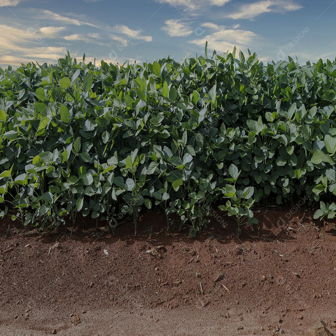 Fotos Plantação de soja agrícola no céu azul planta de soja verde crescente contra a luz solar