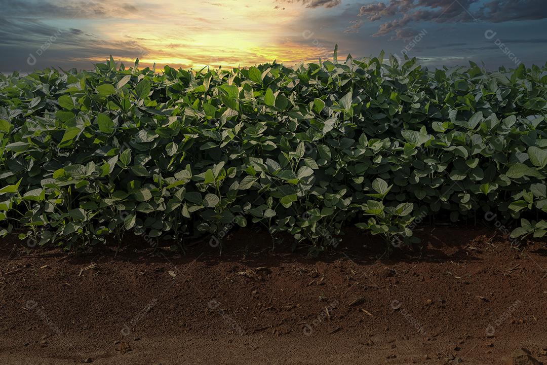 Fotos Plantação de soja agrícola no céu azul planta de soja verde crescente contra a luz solar