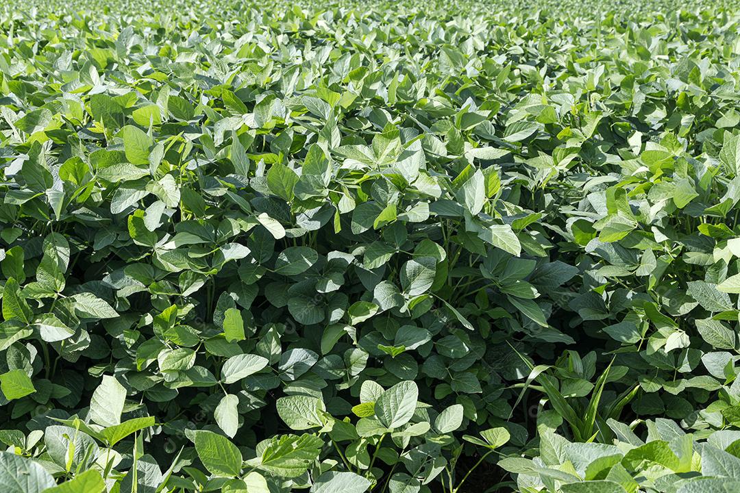 Fotos Plantação de soja agrícola no céu azul planta de soja verde crescente contra a luz solar